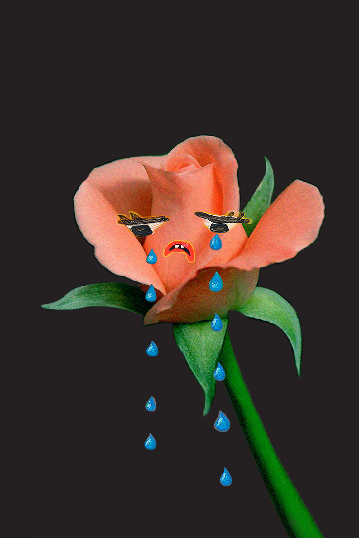 The Weeping Rose